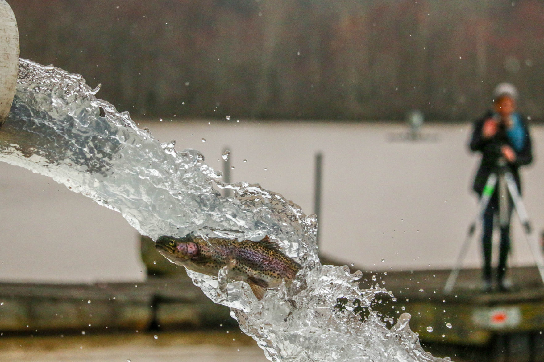 Winston Lake trout